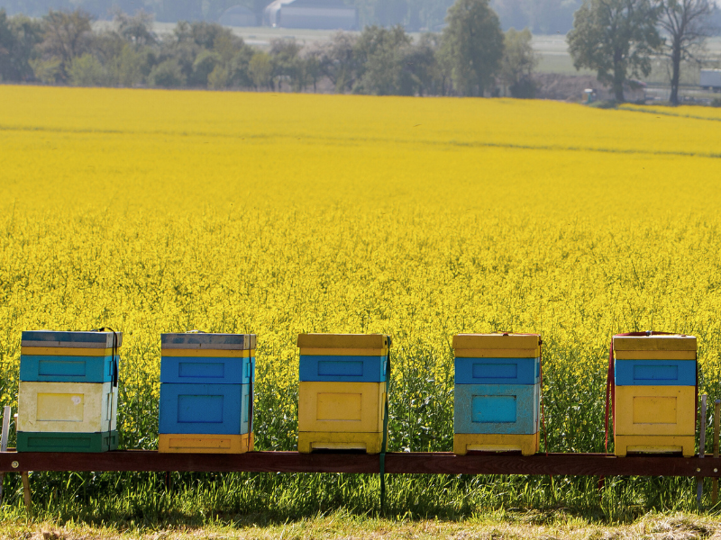 bee keeping
