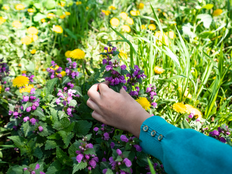 wild filower harvesting