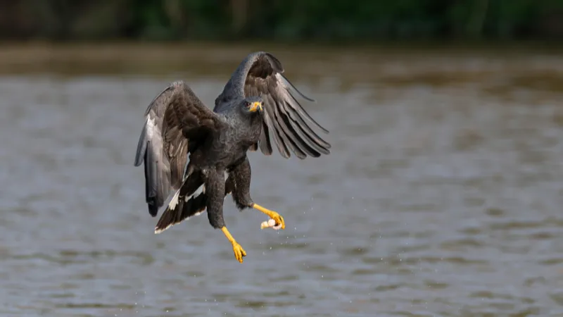 Make Every RV Stay Unforgettable with Wildlife Adventures