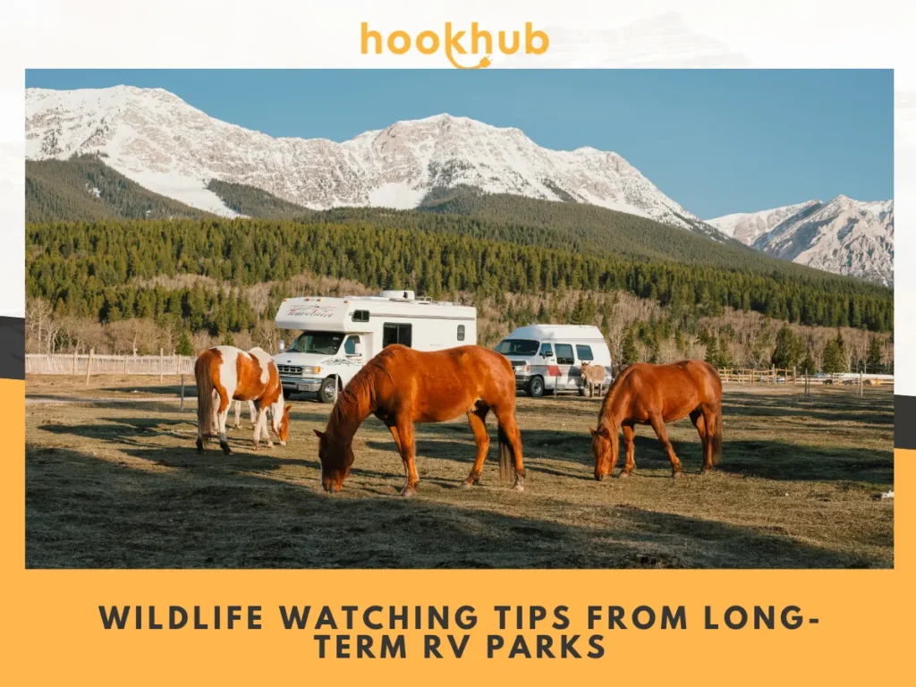 Wildlife Watching Tips from Long-Term RV Parks
