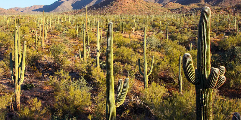 Sonoran Desert