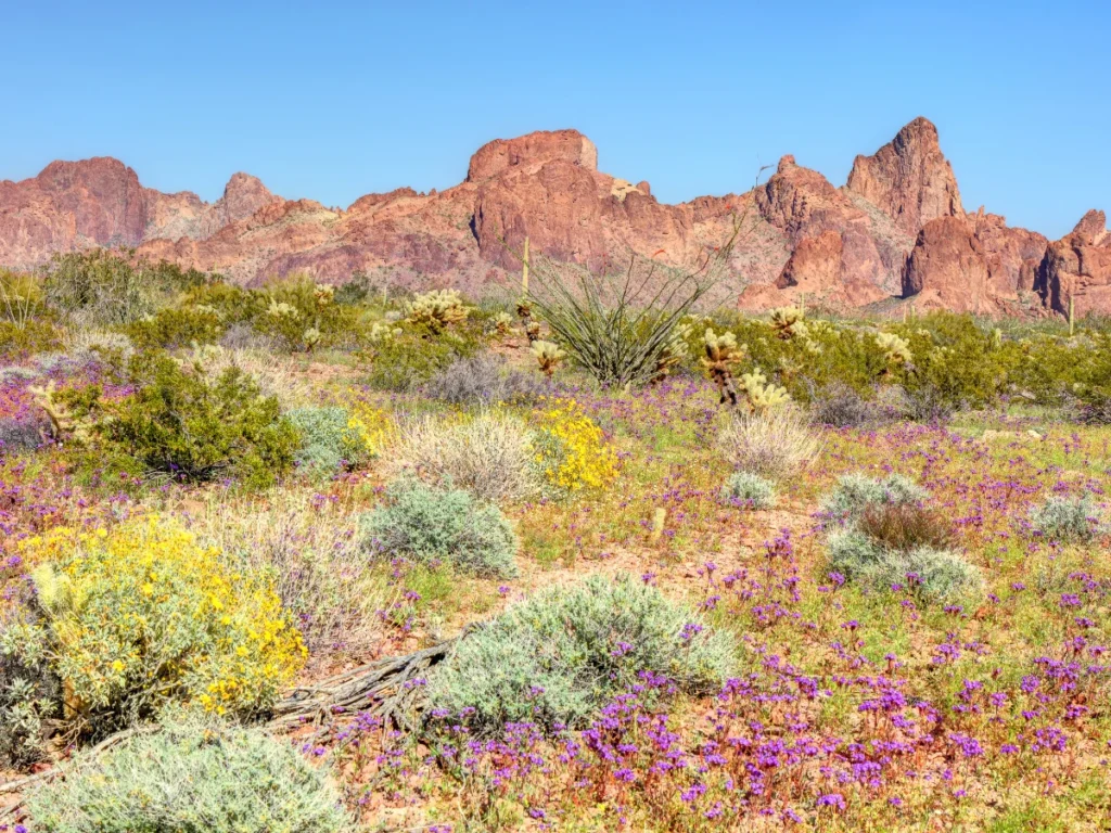 kofa national wildlife refugee